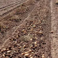 سیب زمینی|عمده‌فروشی|چنارود, |دیوار