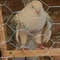 نر پشت سنگی دولابی|پرنده|تهران, دولاب|دیوار