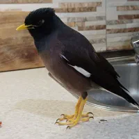 فروش مرغ میناسخنگو