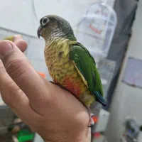 گرینچیک جفت و نرم خور