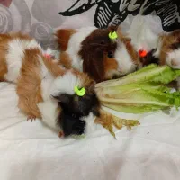 خوکچه هندی فشن|موش و خرگوش|شهرکرد, |دیوار