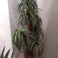 نخل زینتی با گلدان سرامیک هخامنشی|گل مصنوعی|شهریار, شهریار|دیوار