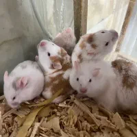 همسترهای مینیاتوری چشم شرابی|موش و خرگوش|چالوس, |دیوار