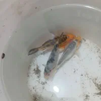 ماهی کوی پوست چرمی