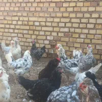 تخم مرغ گلین|خوردنی و آشامیدنی|شوشتر, |دیوار