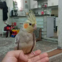 دو عدد عروس هلندی  نر