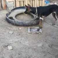 سگ مالینیوز|سگ|کهنوج, |دیوار