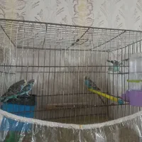 مرغ عشق|پرنده|شیراز, احمدآباد|دیوار