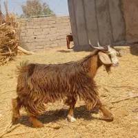 ۷ تا چپش نری چاق چاق مناسب کشتن و داشت