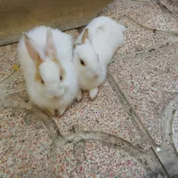 خرگوش