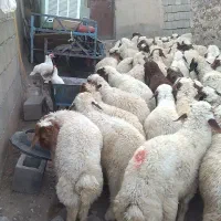 50 راس بره نر