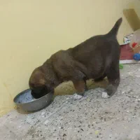 سرابی|سگ|اسفراین, |دیوار