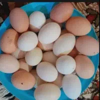 تخم مرغ محلی  ارگانیک