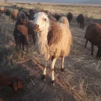 شیشک قوچ همو