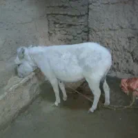 الاغ ماده|حیوانات مزرعه|مشهد, فردوسی|دیوار