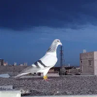 کبوتر.ساده امری نر