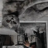 گربه اسکاتیش ماده|گربه|بابلسر, |دیوار