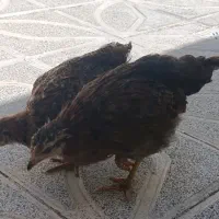 جوجه