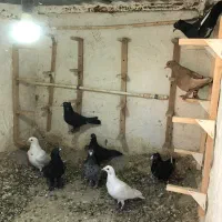 چند عدد کبوتر فروشی