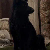 ژرمن بلک اصیل ماده آماده توله کشی معاوضه چرخ خیاطی