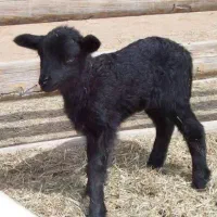 بره ماده 4روزه