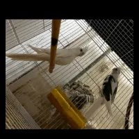 یک جفت عروس هلندی دوکت البینو فقط تا امشب