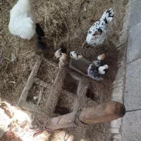 جوجه گلین و جوجه اردک محلی کرچ شو|حیوانات مزرعه|فومن, |دیوار