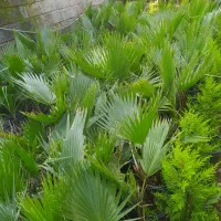 پالم واشنگتن خوشگل وسرحال|گل و گیاه طبیعی|کلاچای, |دیوار