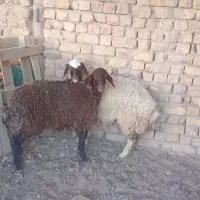 بره ماده افشاری درجه ۱