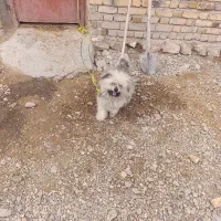 سگ پ|سگ|افشار, |دیوار