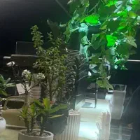 صندوقدار خانم