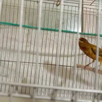 قناری نر معاوضه با فنچ نرگسی یا مصری. آبپخش|پرنده|آبپخش, |دیوار