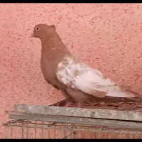 سینه زردنره