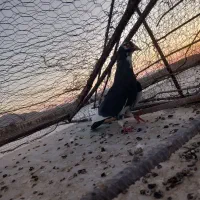 کفتر|پرنده|ماهان, |دیوار