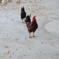 خروس محلی اصل|حیوانات مزرعه|مرودشت, استادیوم‎|دیوار