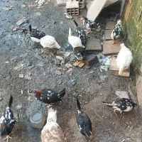 باعرض سلام 13عددجوجه مرغ گلیم بفروش میرسد|حیوانات مزرعه|تاکستان, |دیوار