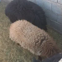 گوسفندفروشی|حیوانات مزرعه|کرمان, |دیوار