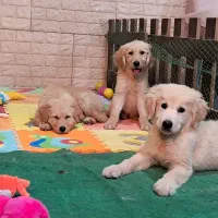 توله های بانمک گلدن و ژرمن و دوبرمن طبق عکس|سگ|قدس, شهرک فرزان|دیوار