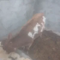 تلیسه جرزی درجه یک سه ماه آبستن