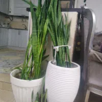 دوعدد سانسوریا شاداب  زیبا و با کلی پاجوش