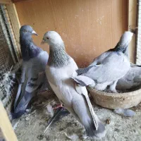 با سلام کفتر درجه یک برا کفتر باز درجه یک ذات دار|پرنده|شیراز, لب آب|دیوار