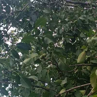 اجاره ۲۵عدد گردوی ۳۰ ساله خیلی پربار و مغزدار|خدمات باغبانی و درختکاری|شاهین دژ, |دیوار