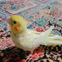 پرنده گمشده