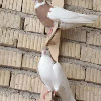کبوتر طوقی و شهری و بلدرچین کوهی مزایده ایی