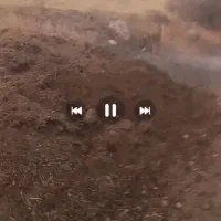 سگ گله ای|سگ|صوفیان, |دیوار