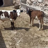 گوساله سیمینتال .|حیوانات مزرعه|اصفهان, شهرستان|دیوار