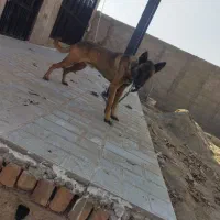 سگ نر|سگ|پاکدشت, پاکدشت (مامازند)|دیوار