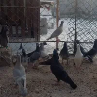 فروش کبوتر