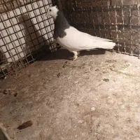 کفتر طوقی سیاه