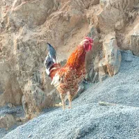 خروس گلین